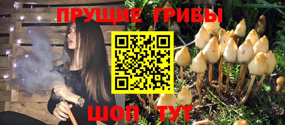 Железноводск  Галлюциногенные грибы GOLDEN TEACHER  Вход с VPN 